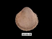 藏品(多刺鳥尾蛤)的圖片